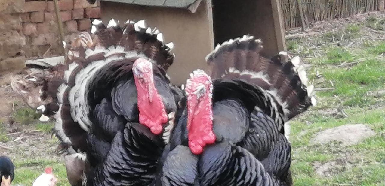 فندق Reti Tanya Vendeghaz Kerecseny المظهر الخارجي الصورة